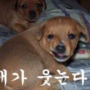 모오