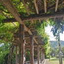 신인을 주목하라 <관악, 현악> | [Review] 봄 처녀 제 오시네