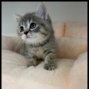 도레미캣 이미지