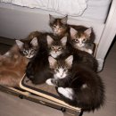 김천지원 법정동 1층 | [김천메인쿤고양이분양] 🐾믿을 수 있는 도레미캣대구점