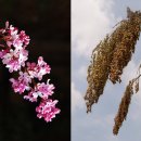 수수꽃다리 이미지