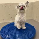 마스터독 MASTER DOG | [공지] 마포구 애견유치원 강아지유치원 왕왕 독피트니스 수업 &#39;올업&#39; 후기(반려견 균형 근력 운동)