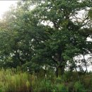 단양IC주유소 이미지