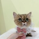 파주고양이 미용실 이미지