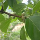 고령농장 이미지