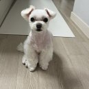 애견호텔 나무야 | 충주 애견호텔 나무야 (애견미용 애견 동반 카페 애견호텔 애견유치원)