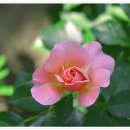 보개도서관 이미지