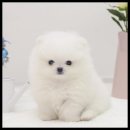 더독스 네이버블로그