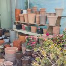 자양꽃직매장 | 꽃시장 추천 장암꽃시장 꽃단지 식물 구입하기 좋은 곳