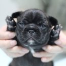 JJ(제이제이)