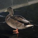 부양공원 이미지