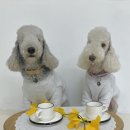 가치있개 반려견 유치원 이미지