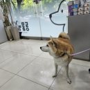 동물의왕국 동물병원 이미지