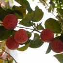 산딸나무-열매 이미지