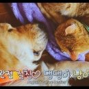 협재마당 이미지