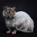 ​세상에서 가장 희귀한 고양이 품종은? 이미지