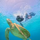 조조샌드위치 | 보홀 호핑투어 꿀팁 보자무싸 재방문 솔직 후기 거북이