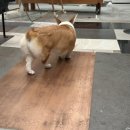 댕댕이 치장실 이미지