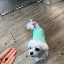 부스스 이미지