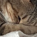 영복슈퍼 | 2025년 6월 셋째주 일상 - 굥주부등장🤗 냠냠스튜디오 지비츠, 선유도고양이, 쿠첸 밥솥, 각종 반찬...