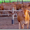 재두네 한우농장 이미지