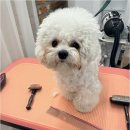 그루밍124