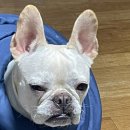 호박동물병원 이미지