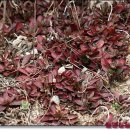 긴돌담집 이미지