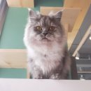 한동물병원(출장진료동물병원) 이미지