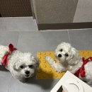 사랑스럽댕 이미지