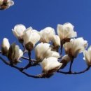 아름다운 이미지