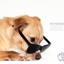 동물사랑애견샵 이미지