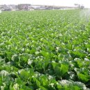 만호농장 이미지