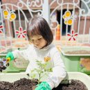 텃밭활동) 방울토마토 모종을 심었어요🍅1 이미지