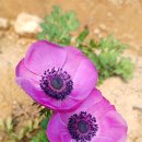 아네모네 이미지