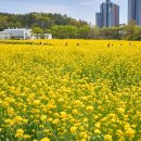 주촌축산물도매시장 | [김해] "여기가 한국 맞나요?" 주촌중앙교회 옆, 나만 알고 싶은 노란 유채꽃 물결
