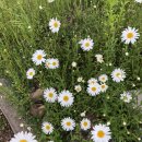 맥시칸 미룡점 이미지