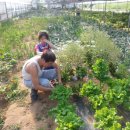 해병 제1상륙사단 이미지