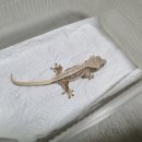 인터렙타일 이미지