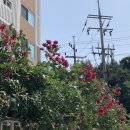 연희김밥 이미지