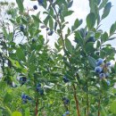 아람2농장 이미지