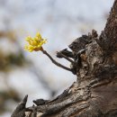 경상감영공원 이미지