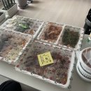 가장맛있는족발문성점