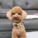 데일리도그(DAILY DOG) 네이버블로그