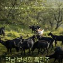 흑진주 흑염소 | [공지] 여름 보양식 추천 안산 이동 만호흑염소 염소탕 후기