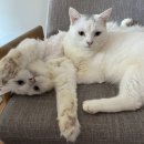 자매캣 | 집에서 안전하게 관리하는 고양이치석제거, 캣디피 고양이 치석제거기, 셀프 스케일링 리얼 후기