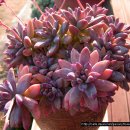 꽃님이네 이미지