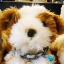 노블도그 이미지