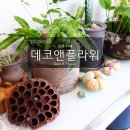 카페데코