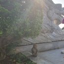 엄사약국 이미지